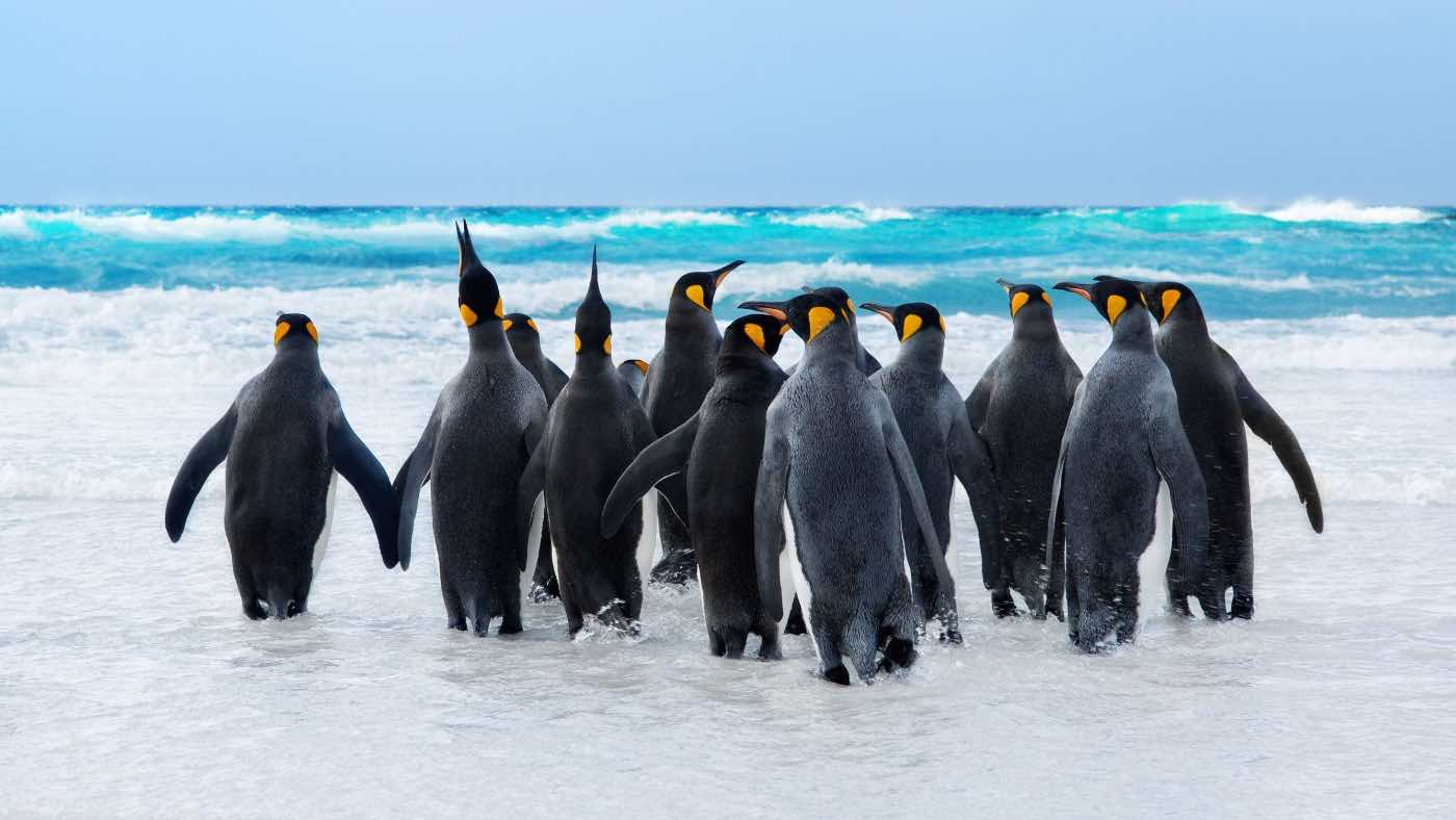 PenguinWorld